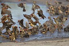 Red-billed Quelea